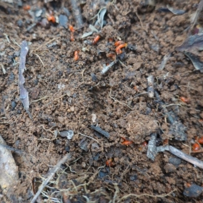 Unidentified Other Invertebrate at Hughes Grassy Woodland - 5 Sep 2020 by JackyF