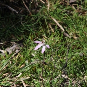 Caladenia fuscata at Mongarlowe, NSW - suppressed