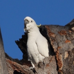 Cacatua galerita (Sulphur-crested Cockatoo) at Deakin, ACT - 5 Sep 2020 by JackyF