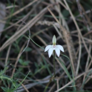 Caladenia fuscata at Mongarlowe, NSW - 15 Sep 2020