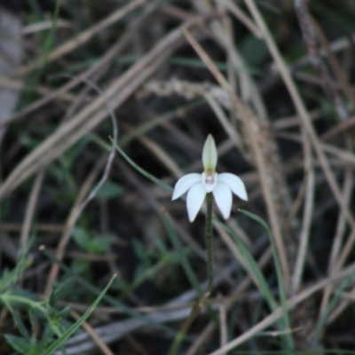 Caladenia fuscata (Dusky Fingers) at Mongarlowe, NSW - 15 Sep 2020 by LisaH