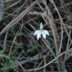 Caladenia fuscata at Mongarlowe, NSW - 15 Sep 2020