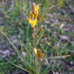 Bulbine bulbosa (Golden Lily) at Hughes, ACT - 5 Sep 2020 by JackyF