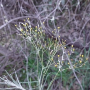 Senecio quadridentatus at Deakin, ACT - 5 Sep 2020 05:16 PM