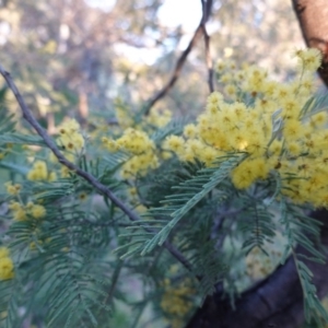 Acacia dealbata at Deakin, ACT - 5 Sep 2020