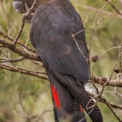 Calyptorhynchus lathami (Glossy Black-Cockatoo) at Tura Beach, NSW - 15 Sep 2020 by peterharris