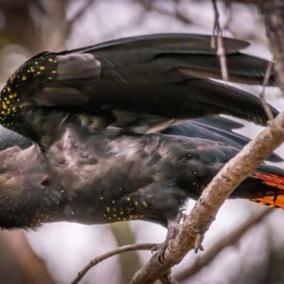 Calyptorhynchus lathami (Glossy Black-Cockatoo) at Tura Beach, NSW - 13 Sep 2020 by peterharris