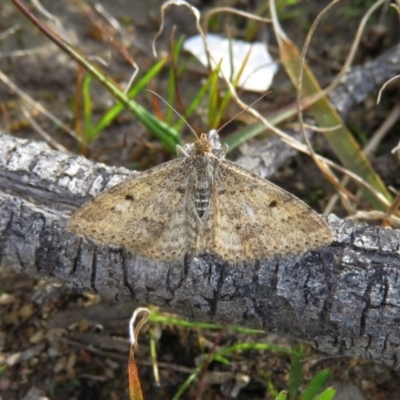 Scopula rubraria (Reddish Wave, Plantain Moth) at Tennent, ACT - 16 Sep 2020 by SandraH