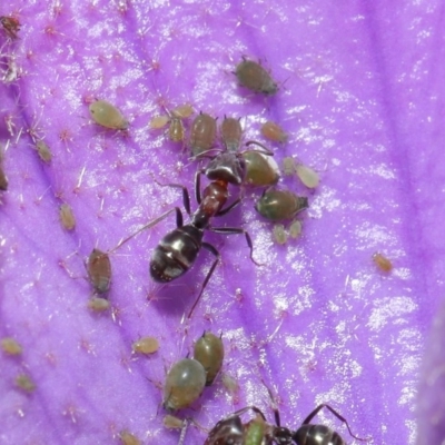 Iridomyrmex rufoniger (Tufted Tyrant Ant) at Acton, ACT - 13 Sep 2020 by TimL