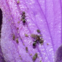 Iridomyrmex rufoniger at Acton, ACT - 13 Sep 2020