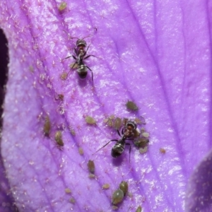 Iridomyrmex rufoniger at Acton, ACT - 13 Sep 2020