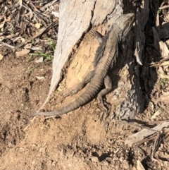 Pogona barbata (Eastern Bearded Dragon) at Hughes, ACT - 1 Sep 2020 by JackyF