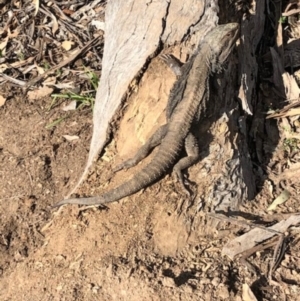 Pogona barbata at Hughes, ACT - 1 Sep 2020