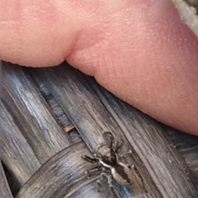 Jotus sp. (genus) (Unidentified Jotus Jumping Spider) at Greenleigh, NSW - 29 Aug 2020 by LyndalT