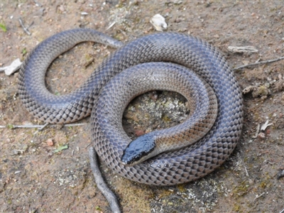 Parasuta dwyeri (Dwyer's Black-headed Snake) at Forde, ACT - 5 Sep 2020 by BrianLR