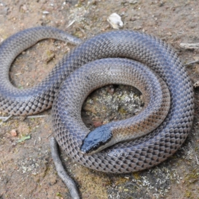 Parasuta dwyeri (Dwyer's Black-headed Snake) at Forde, ACT - 5 Sep 2020 by BrianLR