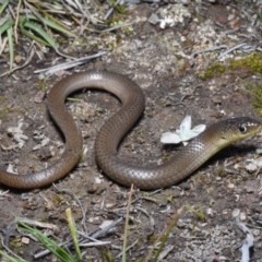 Delma inornata (Olive Legless-lizard) at Forde, ACT - 30 Aug 2020 by BrianHerps