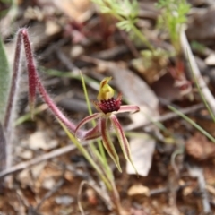 Caladenia actensis (Canberra Spider Orchid) at Downer, ACT by petersan