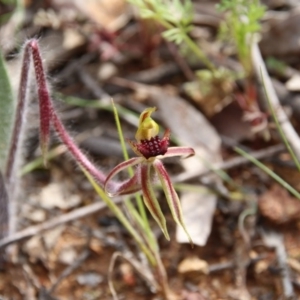 Caladenia actensis at suppressed - suppressed