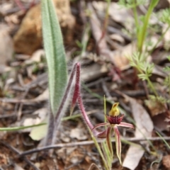 Caladenia actensis at suppressed - suppressed