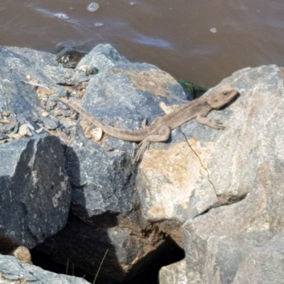 Intellagama lesueurii howittii (Gippsland Water Dragon) at Acton, ACT - 16 Sep 2020 by wombey