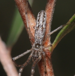 Tetragnatha demissa at Acton, ACT - 13 Sep 2020