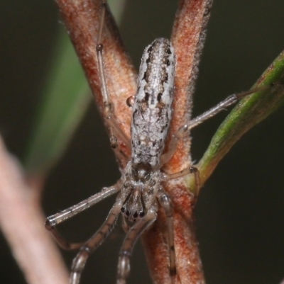 Tetragnatha demissa (Tetragnatha demissa) at ANBG - 13 Sep 2020 by TimL