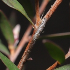 Tetragnatha demissa at Acton, ACT - 13 Sep 2020