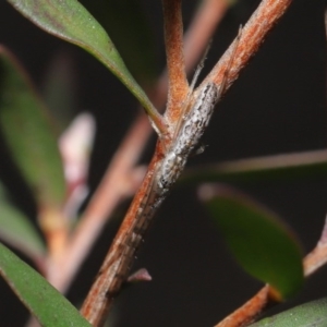 Tetragnatha demissa at Acton, ACT - 13 Sep 2020