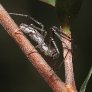 Tetragnatha demissa at Acton, ACT - 13 Sep 2020