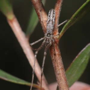 Tetragnatha demissa at Acton, ACT - 13 Sep 2020