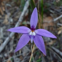 Glossodia major (Wax Lip Orchid) at Downer, ACT - 16 Sep 2020 by RachelG