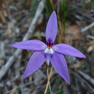 Glossodia major (Wax Lip Orchid) at Downer, ACT - 16 Sep 2020 by RachelG