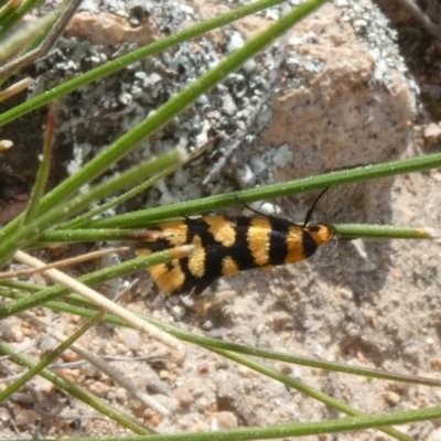 Tanyzancla argutella (A Concealer moth (Wingia group)) at Theodore, ACT - 17 Sep 2020 by owenh