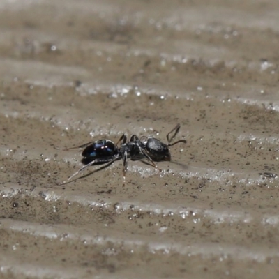 Ochetellus sp. (genus) (Black House Ant) at ANBG - 13 Sep 2020 by TimL