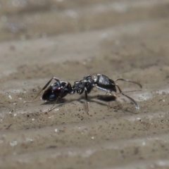 Ochetellus sp. (genus) at Acton, ACT - 13 Sep 2020