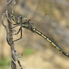 Hemicordulia tau (Tau Emerald) at Cotter Reservoir - 17 Sep 2020 by SandraH