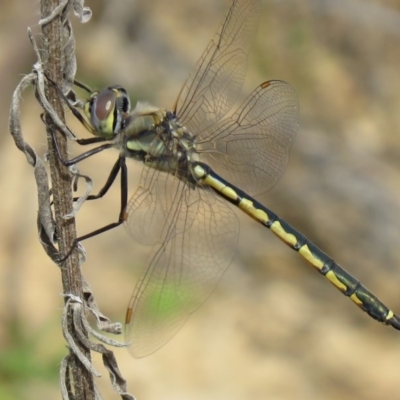 Hemicordulia tau (Tau Emerald) at Cotter Reservoir - 17 Sep 2020 by SandraH