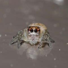 Opisthoncus sp. (genus) (Unidentified Opisthoncus jumping spider) at ANBG - 13 Sep 2020 by TimL