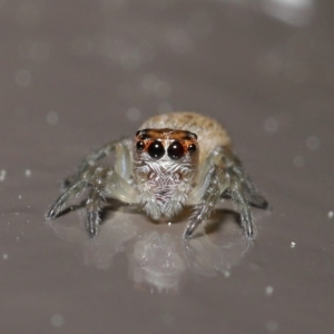 Opisthoncus sp. (genus) at Acton, ACT - 13 Sep 2020