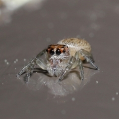 Opisthoncus sp. (genus) at Acton, ACT - 13 Sep 2020