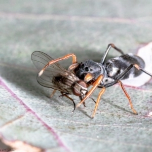 Myrmarachne sp. (genus) at Holt, ACT - 17 Sep 2020