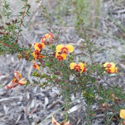 Dillwynia phylicoides (A Parrot-pea) at Downer, ACT - 17 Sep 2020 by RachelG
