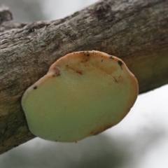 zz Polypore (shelf/hoof-like) at Umbagong District Park - 16 Aug 2020 by Caric