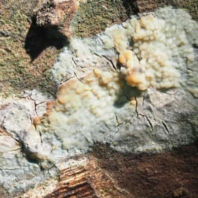 Corticioid fungi at Umbagong District Park - 10 Aug 2020 by Caric