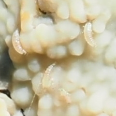 Corticioid fungi at Latham, ACT - 10 Aug 2020 03:30 PM