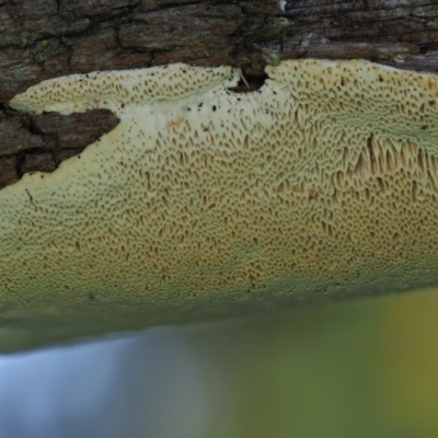 zz flat polypore - white(ish) at Umbagong District Park - 10 Aug 2020 by Caric