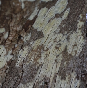 Corticioid fungi at Latham, ACT - 10 Aug 2020 03:29 PM