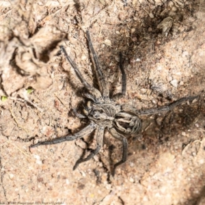 Tasmanicosa godeffroyi at Holt, ACT - 17 Sep 2020