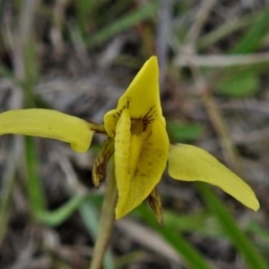 Diuris chryseopsis at Coree, ACT - 17 Sep 2020